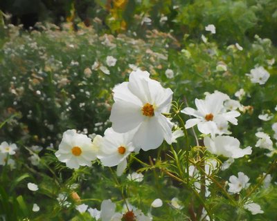 Il giardino bianco, 2018 da Helen White